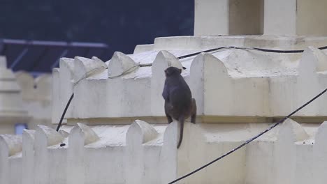 temple monkey sits alone looking into the distance