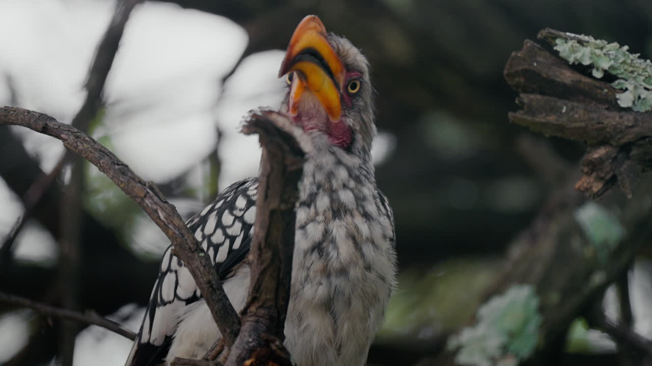cuerno de pico rojo en un árbol