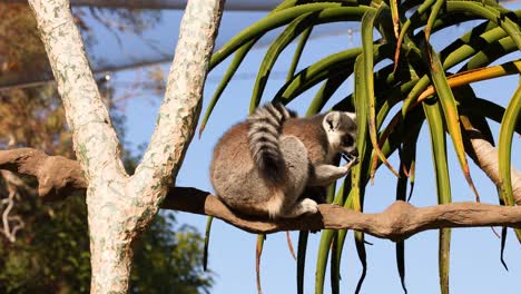 lemur sitting on a tree branch