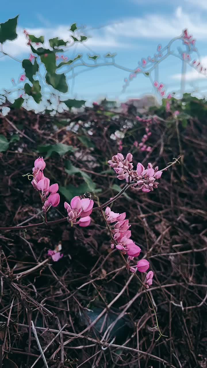 정원의 분홍색 꽃