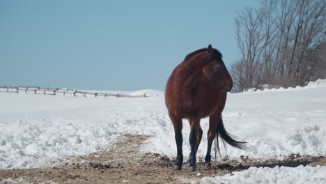 un caballo marrón de pie en el campo cubierto de nieve de invierno en el rancho de daegwallyeong sky en un día helado y despejado
