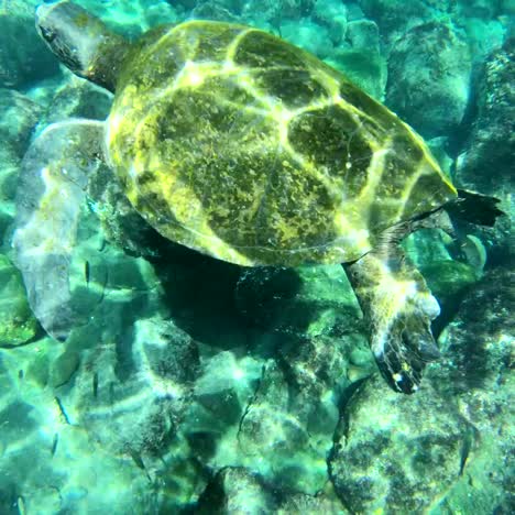 Wunderschöne-Unterwasseraufnahmen-Einer-Meeresschildkröte,-Die-Auf-Den-Galapagosinseln-Ecuador-Schwimmt-2