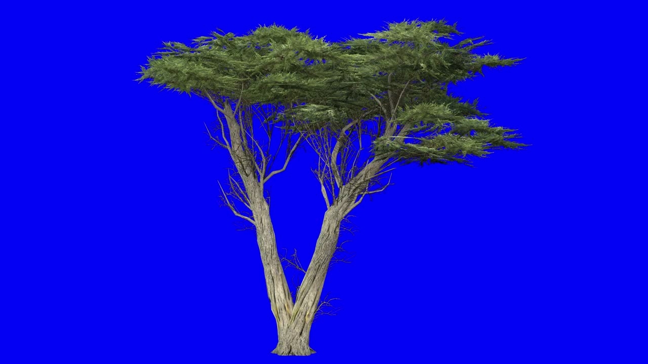 3D monterey cypress tree with wind effect on blue screen 3D animation