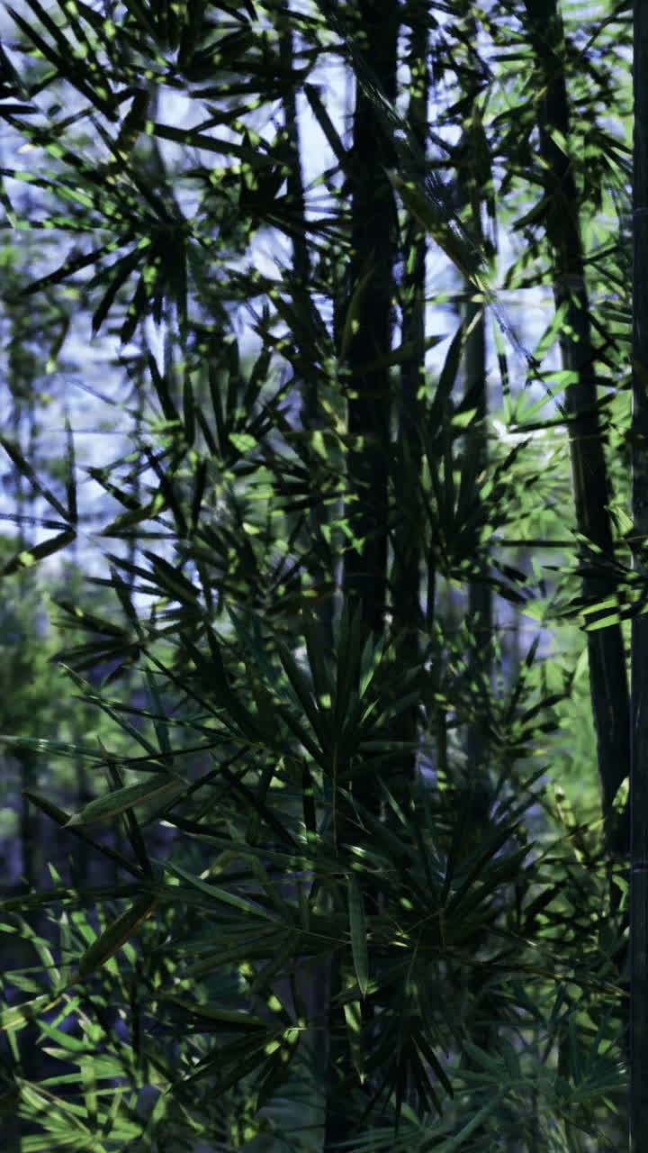 Piante verdi rigogliose crescono nel bosco in una giornata assolata, illuminate dalla luce pomeridiana.