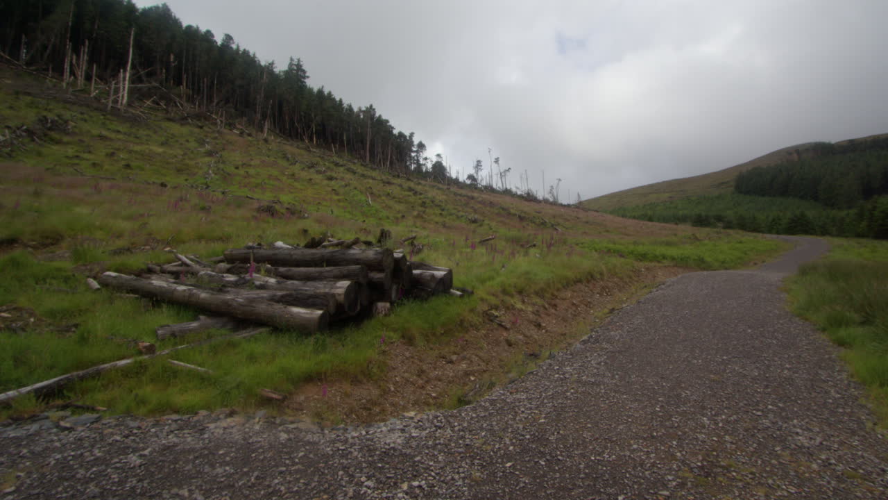 Forest Path in the Mountain