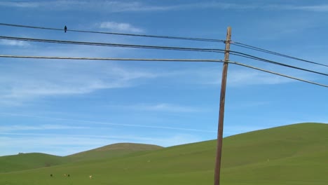 una toma hermosa y cruda de un pájaro sentado en una línea telefónica frente a un paisaje verde y ondulado