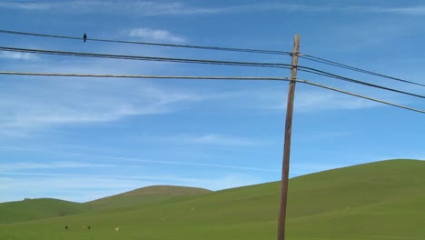 a beautiful and stark shot of a bird sitting on a telephone line in front of a green rolling landscape