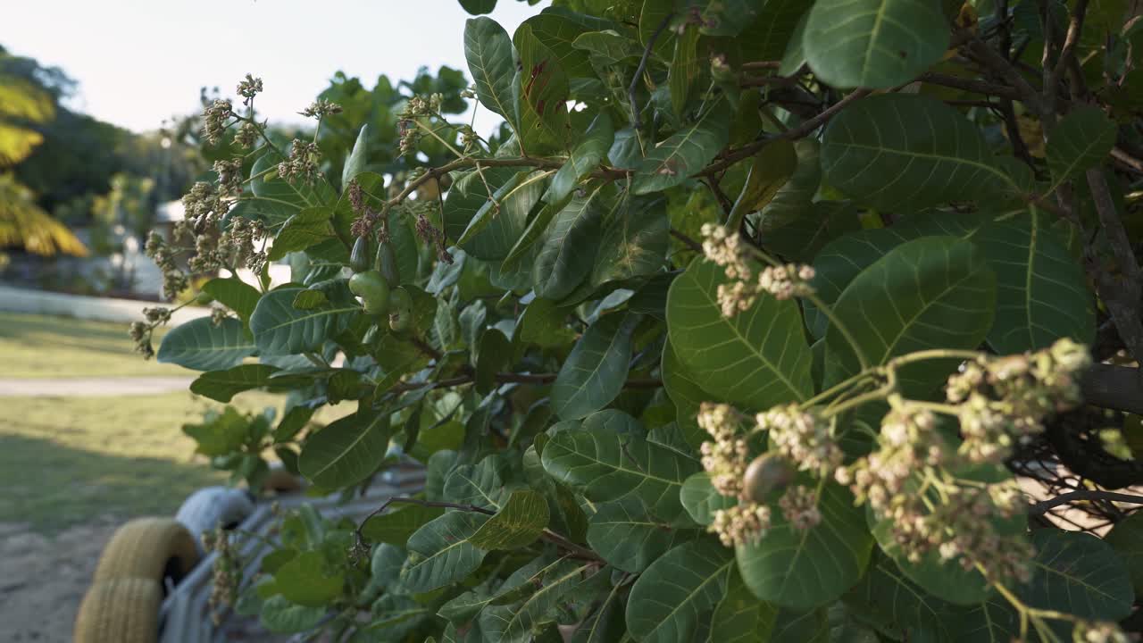 브라질 북동부 리오 그란데 두 노르테 주 (rio grande do norte) 에서 여름에 나탈 근처에서 주스를 위해 수확하기 위해 자라기 시작하는 작은 열대 캐슈 과일 나무의 손잡이 사진