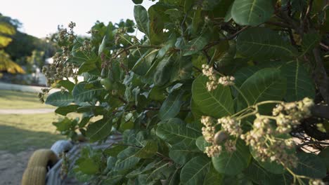 Handheld-shot-of-a-small-exotic-tropical-cashew-fruit-tree-with-small-fruit-starting-to-grow-to-be-harvested-for-juice-in-the-state-of-Rio-Grande-do-Norte-in-Northeastern-Brazil-near-Natal-in-summer