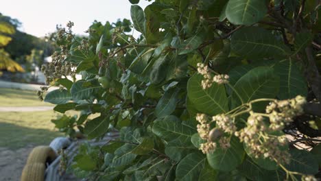 fotografía de mano de un pequeño árbol exótico tropical de anacardos con pequeños frutos que comienzan a crecer para ser cosechados para el jugo en el estado de río grande do norte en el noreste de brasil cerca de natal en verano
