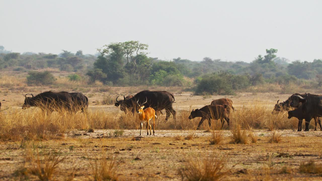 Tranquil buffalo Syncerus caffer graze tall savanna grass alongside Uganda kobs (Kobus kob thomasi) at dawn in a protected Uganda game reserve, ears alert scanning the horizon under soft golden light