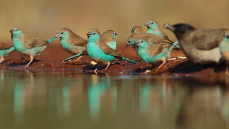 un ángulo bajo de una bandada de picos de cera azules bebiendo de un pozo de agua, gran kruger