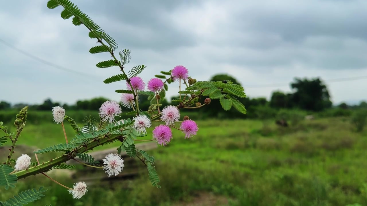 Tampilan dekat bunga Mimosa rubicaulis bulat berwarna merah muda dan putih dengan daun majemuk yang halus, berlatar belakang ladang pedesaan yang buram lembut