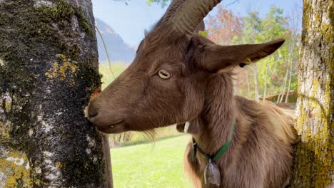 Mittlere-Nahaufnahme-Einer-Braunen-Ziege,-Die-Den-Bork-Eines-Baumes-Nagt