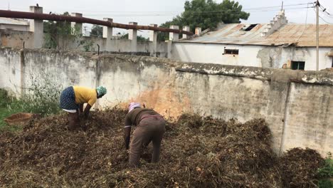 Farmers-Hauling-And-Scattering-Dried-Brown-Wheat-Grass-By-A-Residential-Wall-In-India---Wide-Shot