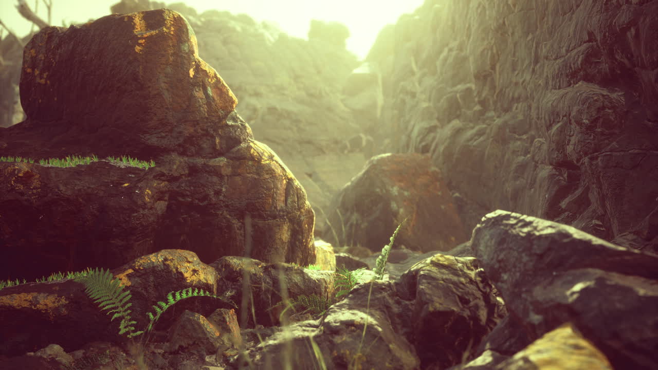 Natural landscape with rocks and ferns in a sunlit environment