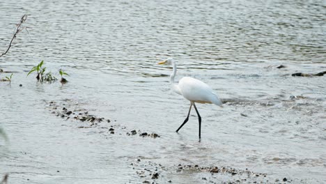 Östlicher-Silberreiher-Sucht-Im-Seichten-Wasserlauf-Nach-Futter---Er-Läuft-In-Zeitlupe