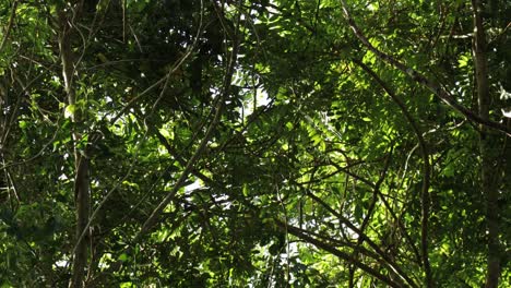 Peaceful-Jungle-Scenery-Wind-Blows-Slowly-Through-Forest-Leaves