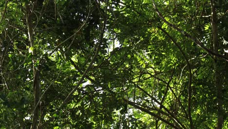 un paisaje pacífico de la selva el viento sopla lentamente a través de las hojas del bosque