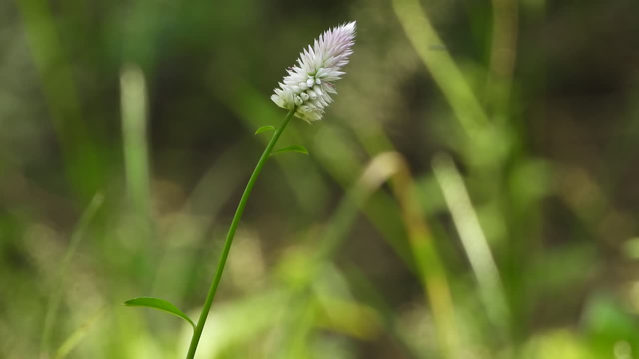 꽃 에 휴식을 취 하는 나비 - 금색