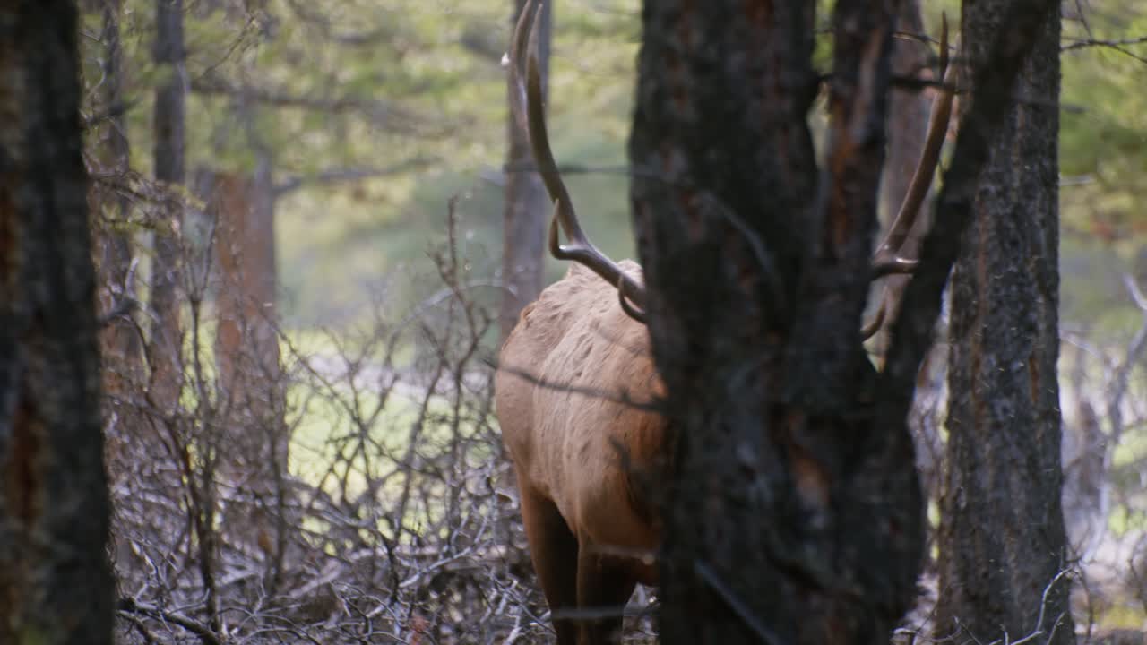 Elk Bull walking towards slurping