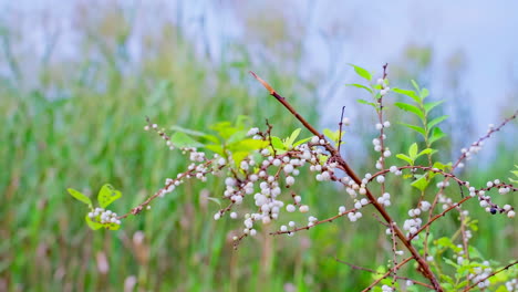 wild flueggea virosa