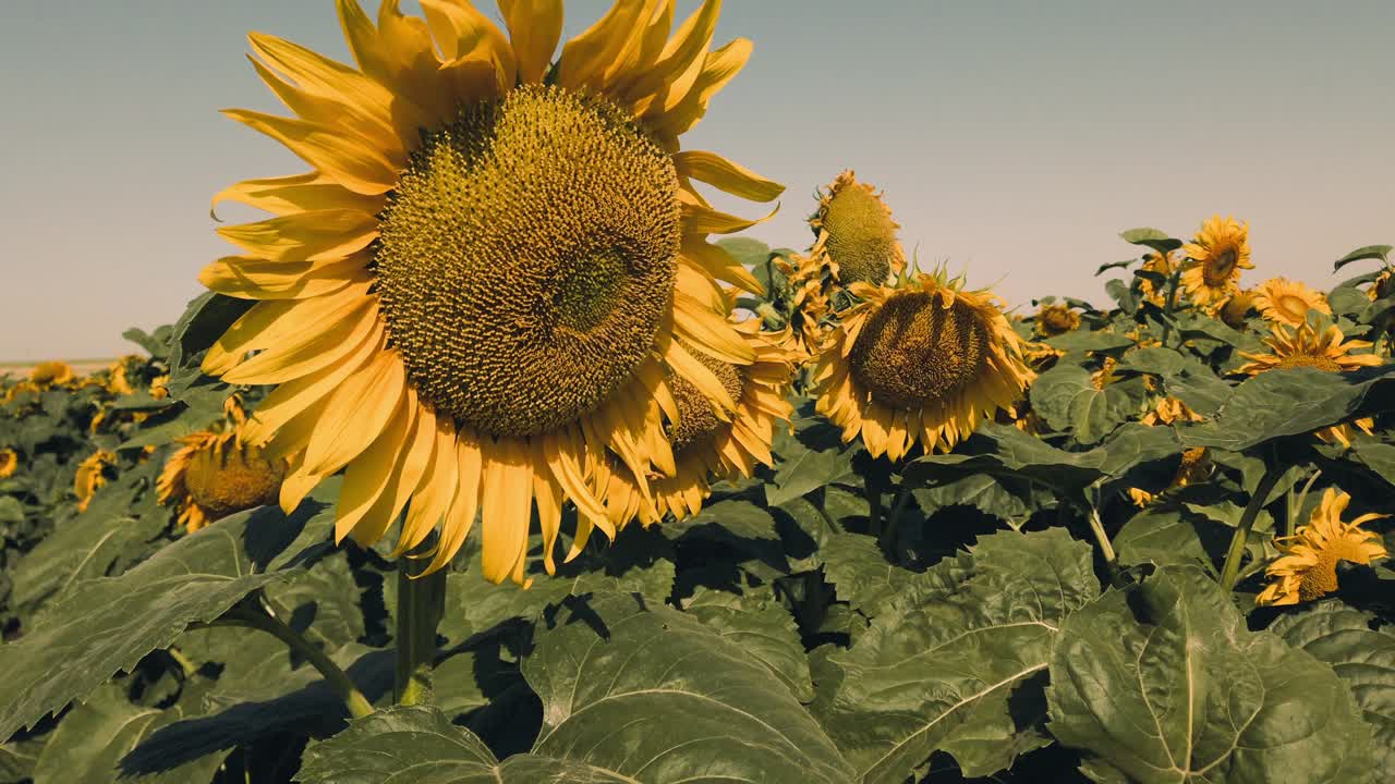 campo agrícola de girasoles. disparar en el verano en el campo.