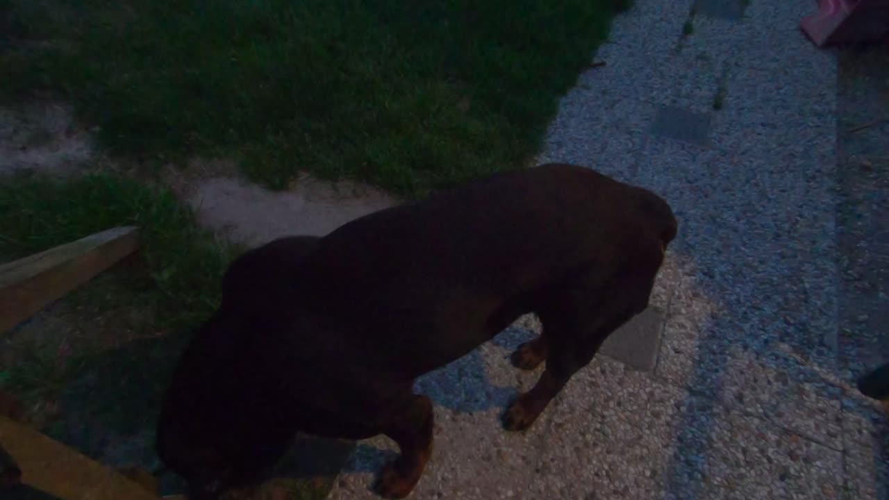 Adorabile cane Rottweiler che guarda il suo padrone e annusa in giro