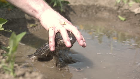 Slow-motion-man's-hand-trying-to-catch-a-bullfrog