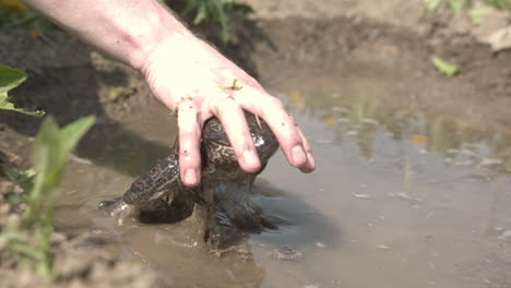 Die-Hand-Eines-Mannes-In-Zeitlupe-Versucht,-Einen-Ochsenfrosch-Zu-Fangen