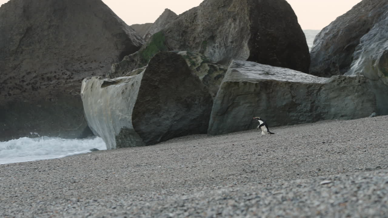 Fiordland Crested Penguin, Tawaki Running On The Pebbled Shore Of Monro Beach At Sunrise In New Zealand