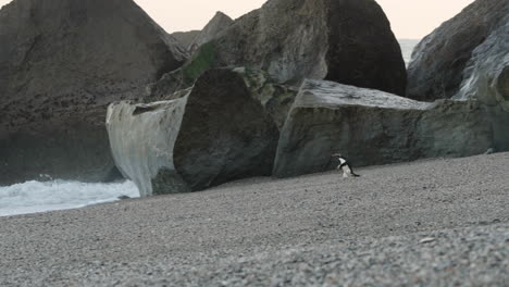 fiordland crested penguin, tawaki running on the pebbled shore of monro beach at sunrise in new zealand