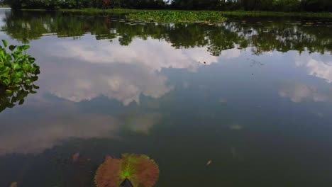 calm river with abundant water plants and reflections