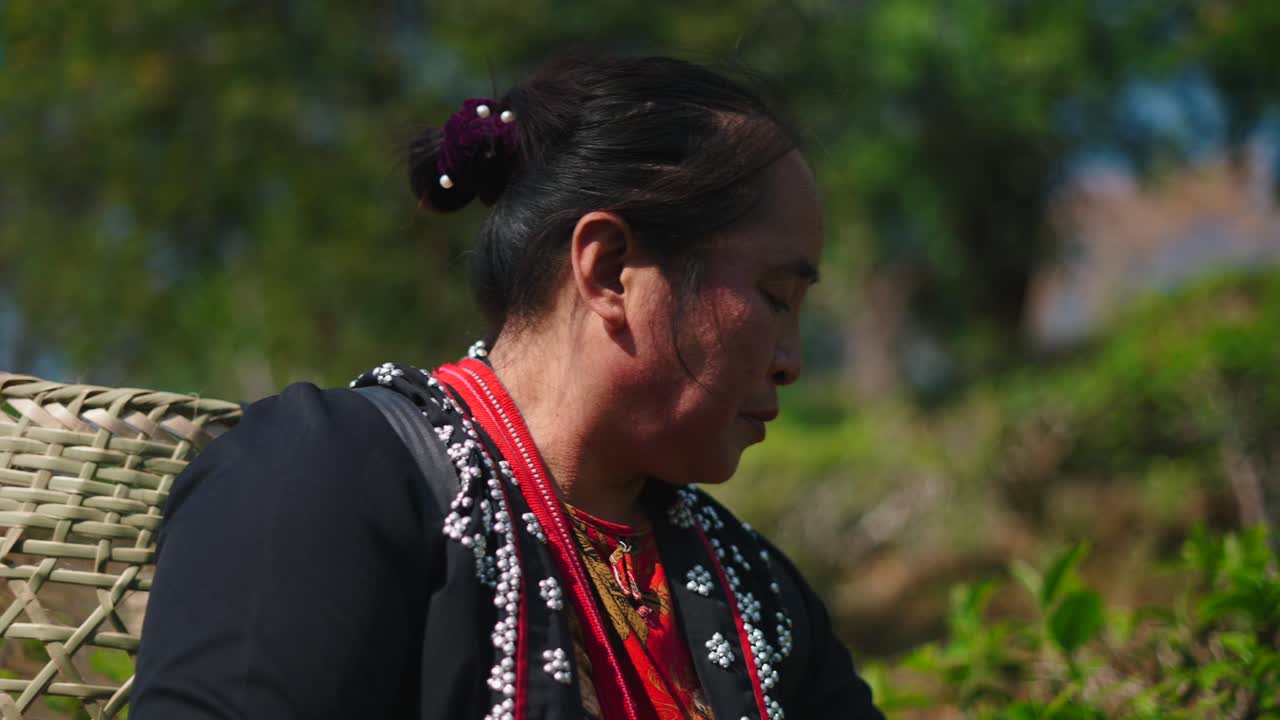 Woman in Ethnic Dress Harvesting Tea