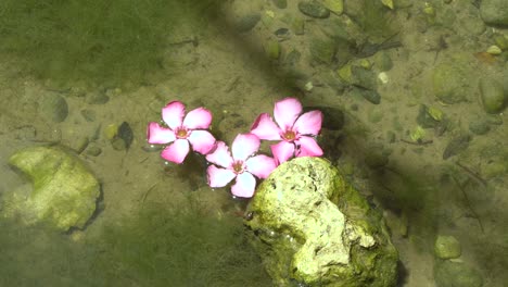 flores rosadas en aguas poco profundas