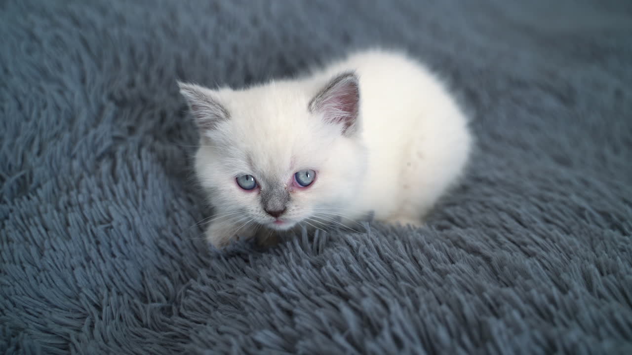 Sweet little white kitten sitting comfortably on the plaid. Small white kitty with grey nose. Cat on the grey background.