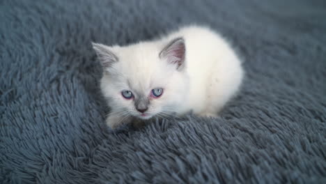 sweet little white kitten sitting comfortably on the plaid. small white kitty with grey nose. cat on the grey background.