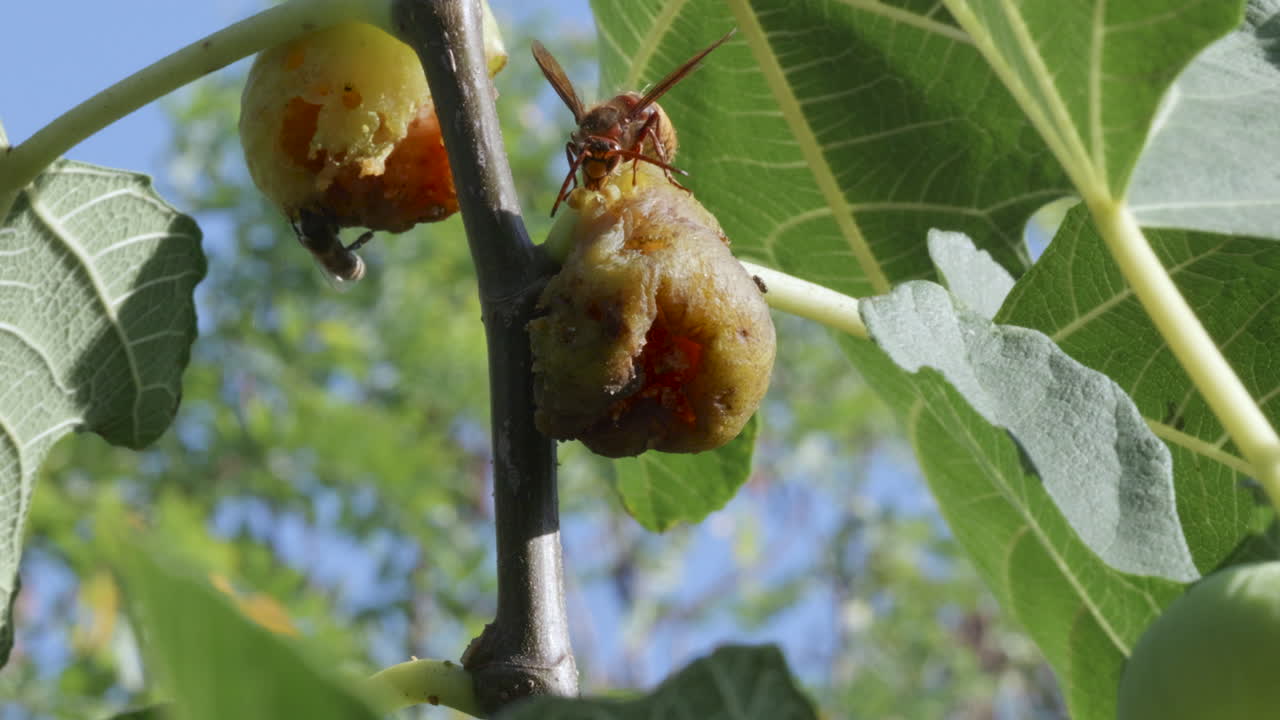 Hornet feeding on overripe fruit on tree.