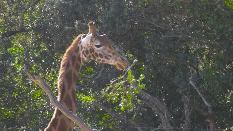 toma en cámara lenta de una impresionante jirafa comiendo una rama pequeña