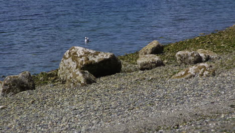 Camano-Island-State-Park,-WA-State-beach-with-rocks-and-seagull