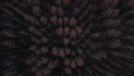 aerial shot of dark canopy of a coniferous forest in iceland, with individual trees appearing in various shades of brown and dark green, suggesting a serene and rugged landscape