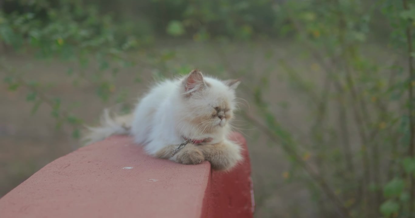 Anak kucing putih berbulu halus beristirahat dengan tenang di dinding merah di luar ruangan dengan tanaman hijau di belakangnya.