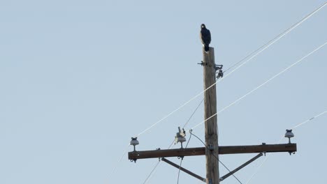 Magnífico-Halcón-En-Un-Poste-Eléctrico-De-Madera-Que-Vigila-El-Territorio