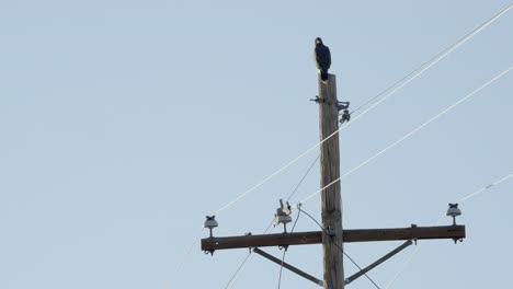 magnífico halcón en un poste eléctrico de madera que vigila el territorio