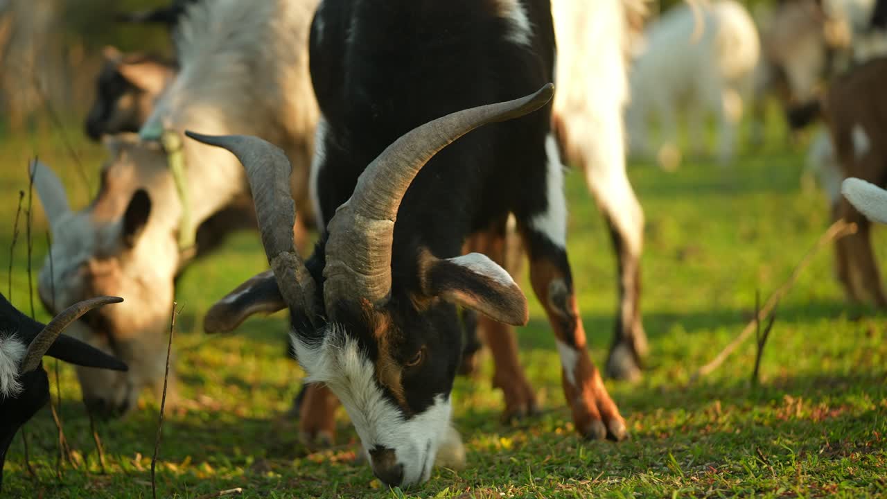 Capre al pascolo in un campo