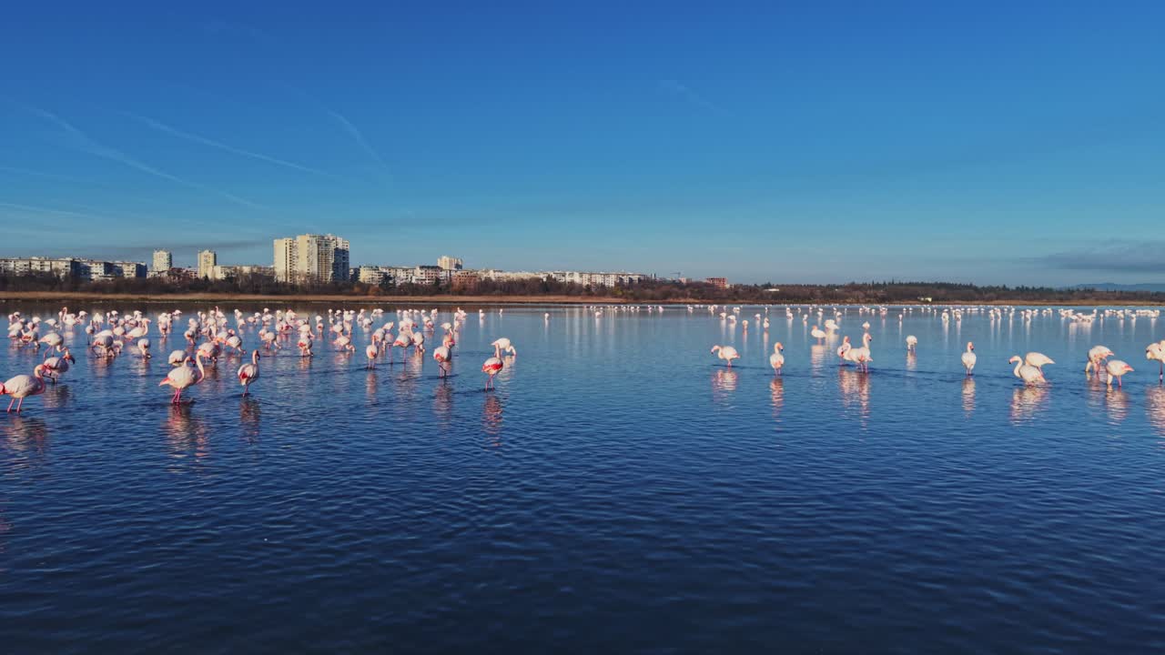 Flamingos wading in water near city buildings during bright day