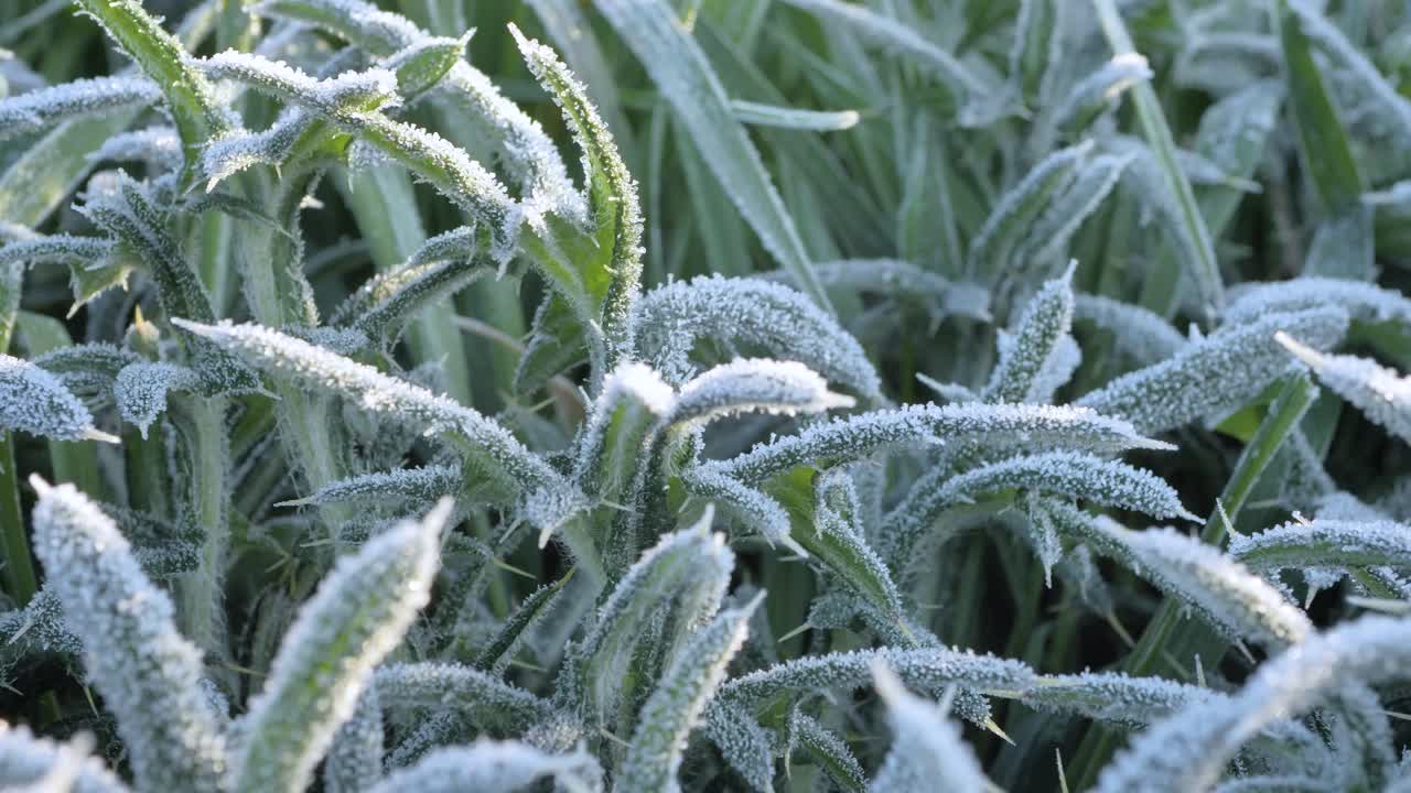 Prickly grass covered with frost on a frosty morning