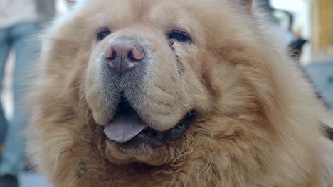 close-up of a chow chow