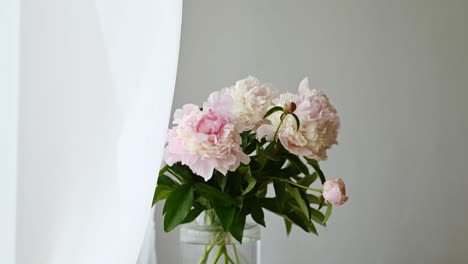 Blooming-peony-flowers-with-green-stems-in-glass-jar-placed-against-curtains