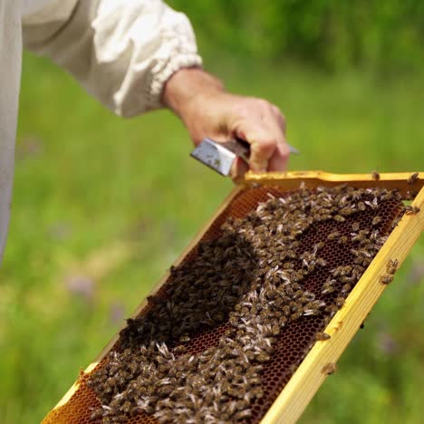 frame of a bee hive. beekeeper harvesting honey. apiculturist checking bees on a frame at apiary. beekeeper inspecting bee hive in summer.